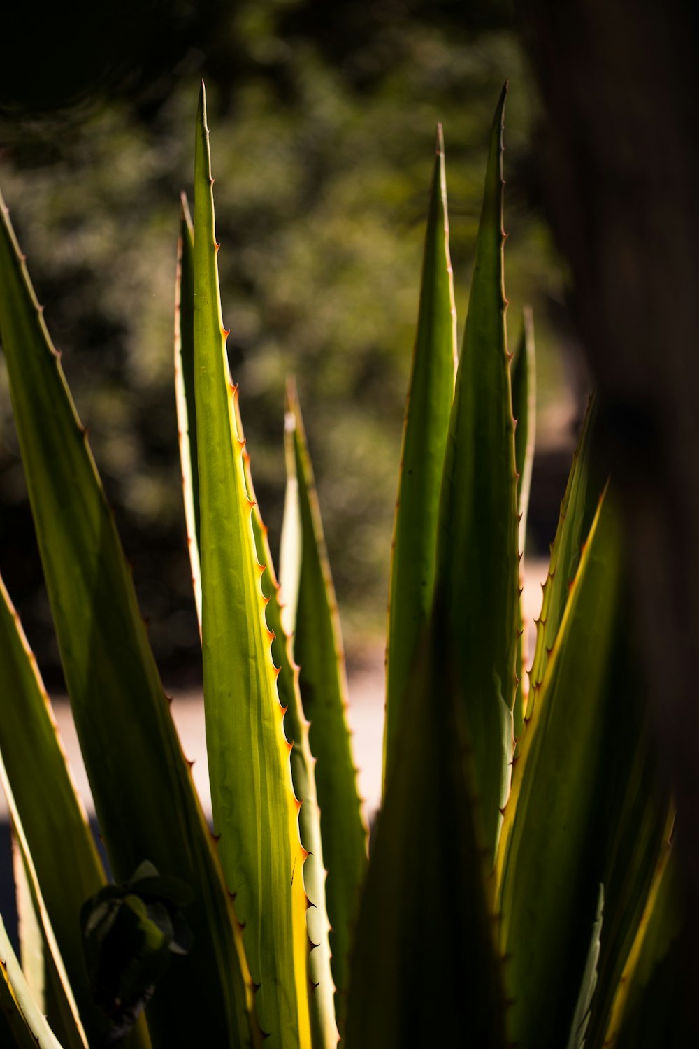 photographie en gros plan de la plante d’Aloe vera