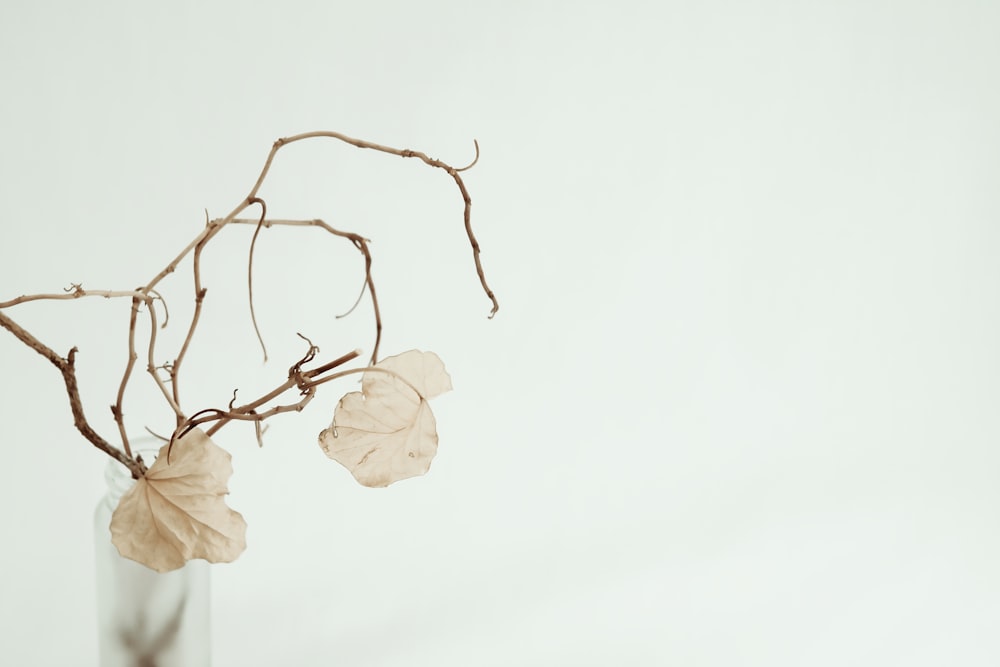 fleurs à pétales blancs dans un vase