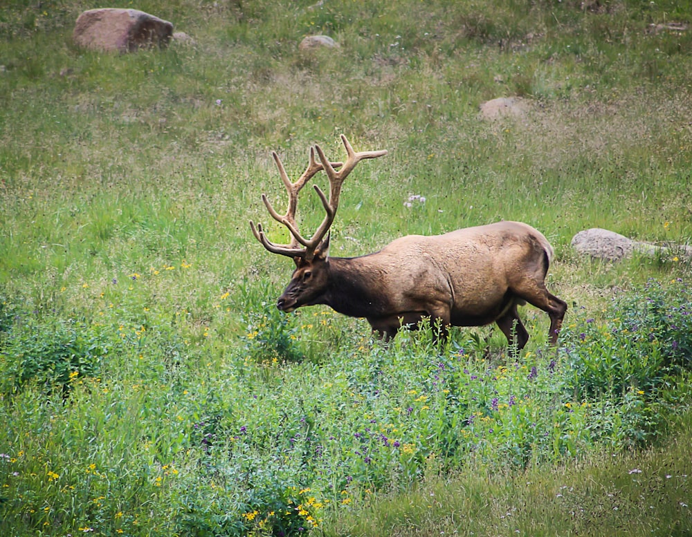 moose on grass