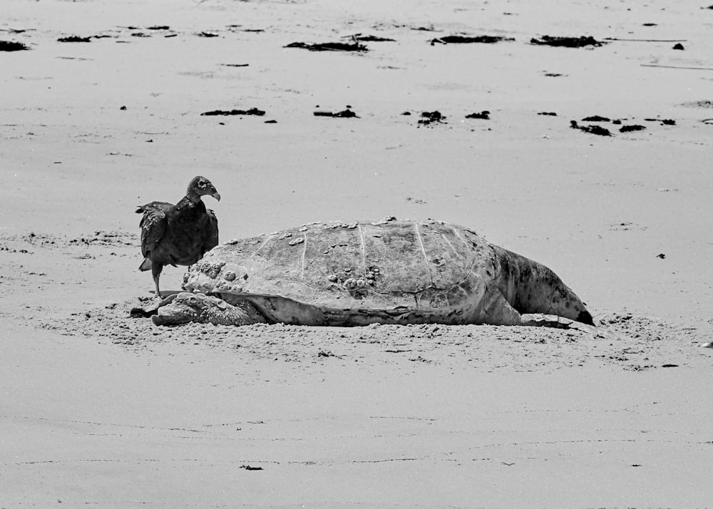 sea turtle beside condor