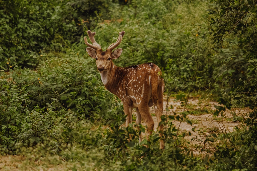 Travel Tips and Stories of Keoladeo National Park in India