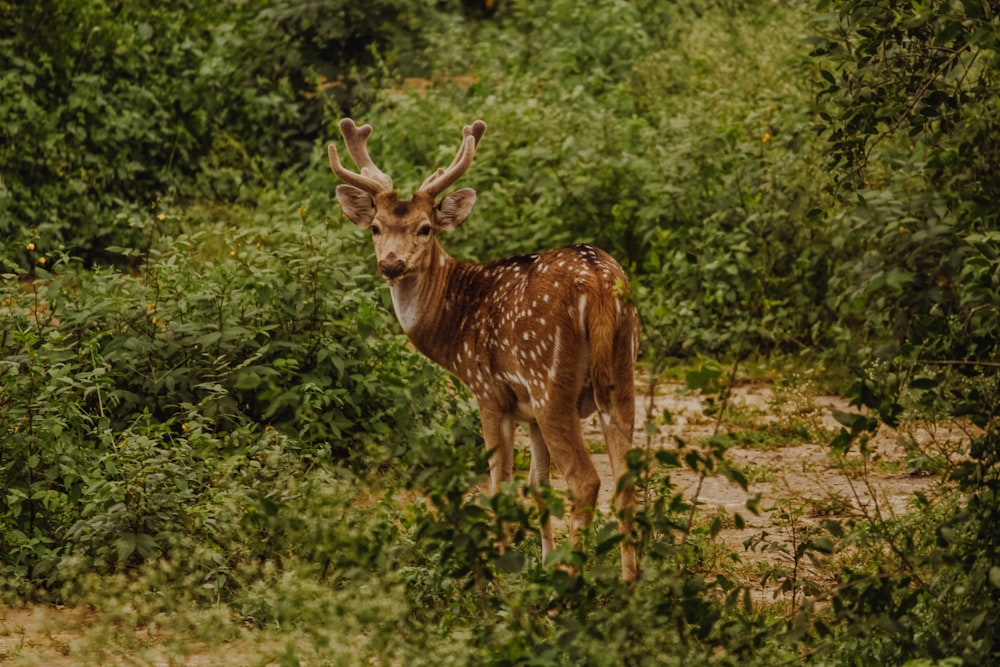 deer standing near grass field