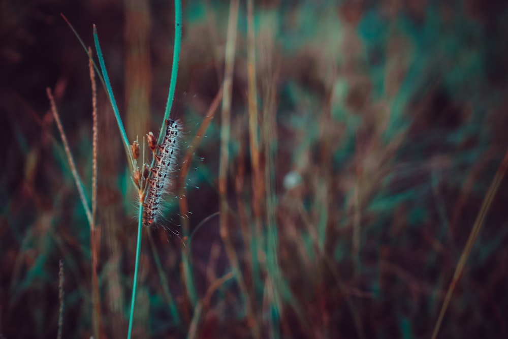 selective macro photography of caterpillar