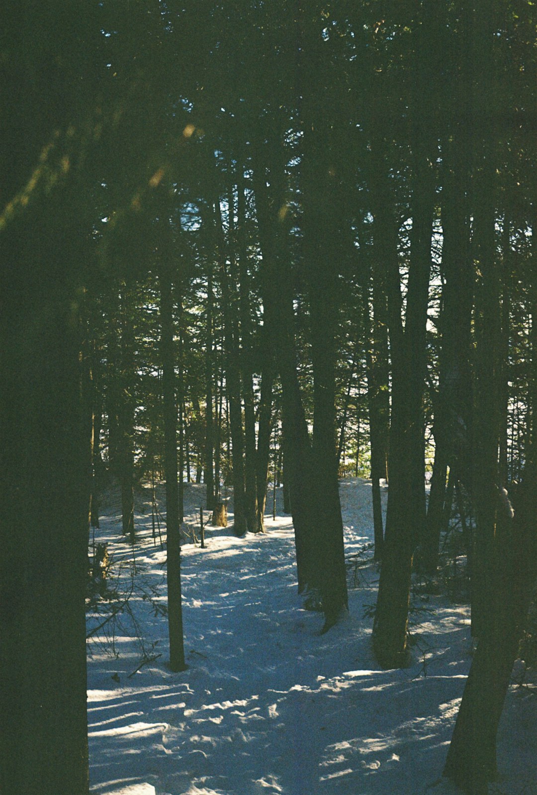 photo of Manitoulin Island Forest near Kagawong