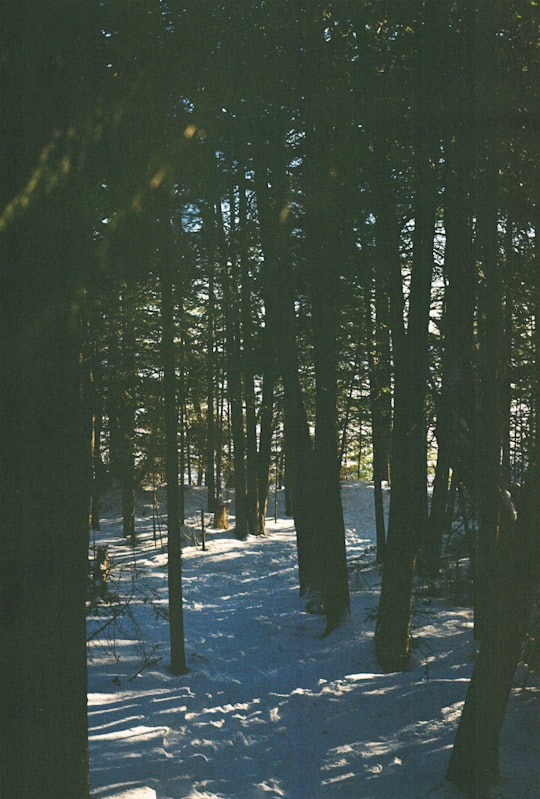 grove with snowy ground during daytime in Manitoulin Island Canada