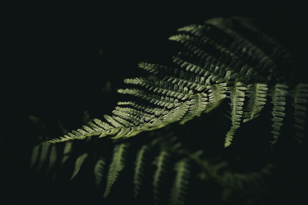 reflection of fern leaf on black surface