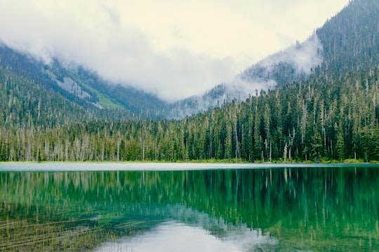 pine tree forest near lake in Joffre Lakes Provincial Park Canada