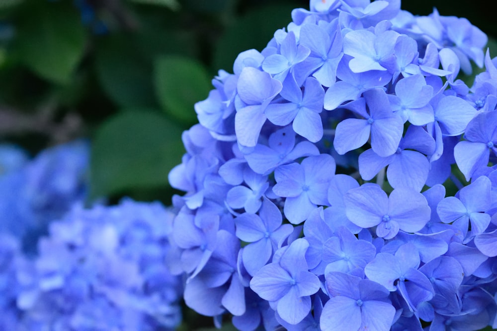 푸른 꽃의 클로즈업 사진