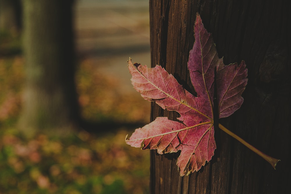 red maple leaf beside brown wood bark