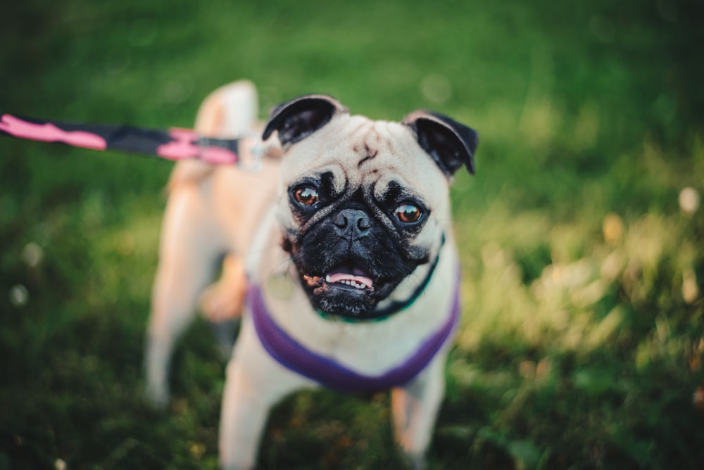 depth photo of fawn pug