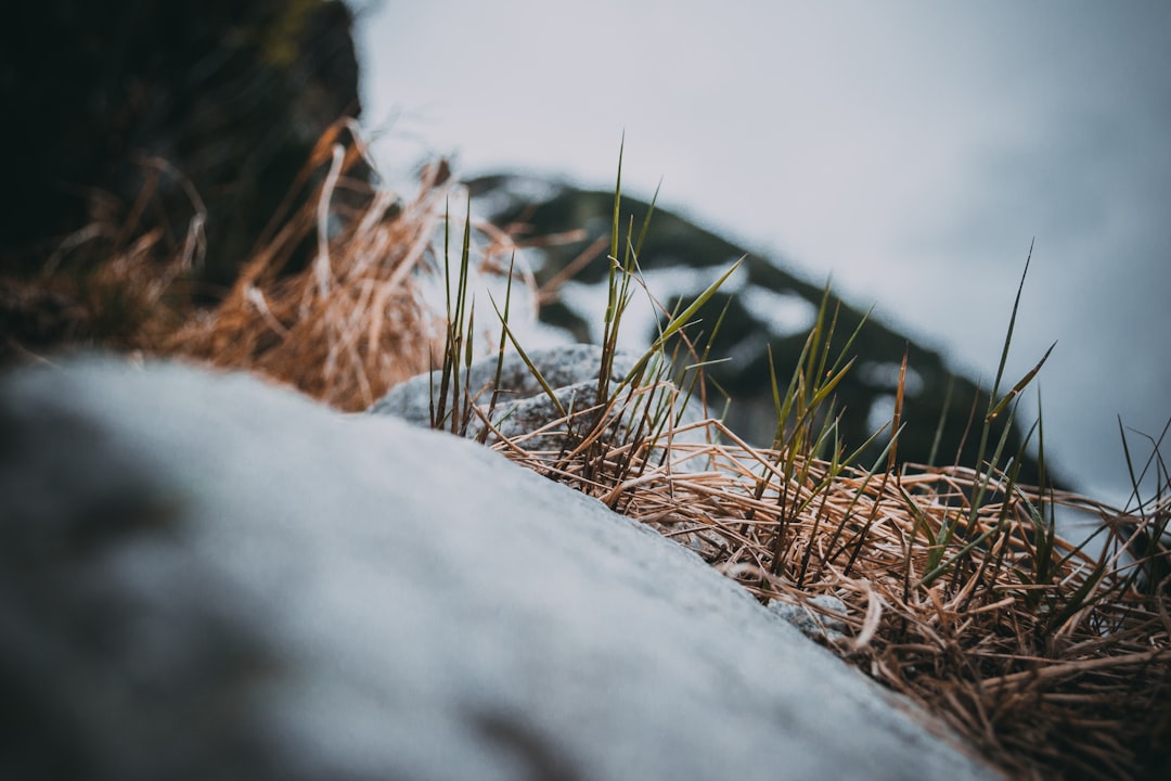 brown and green grass