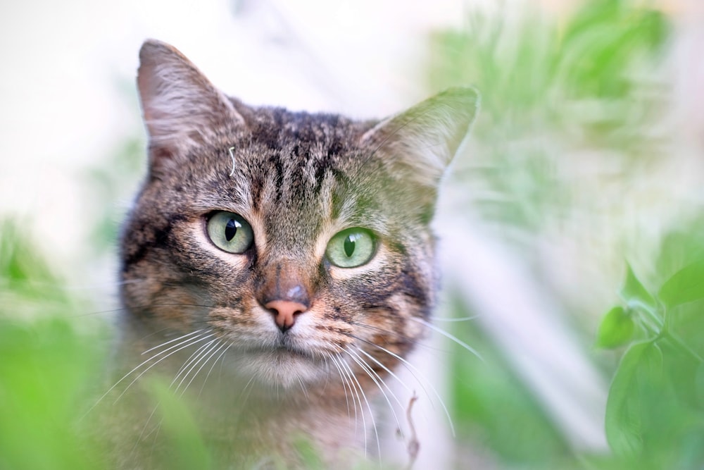 cat surrounded by leaves