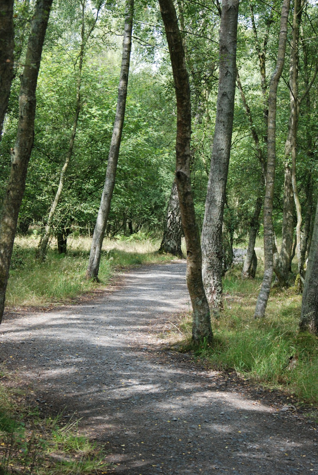 Forest photo spot Fife Scotland