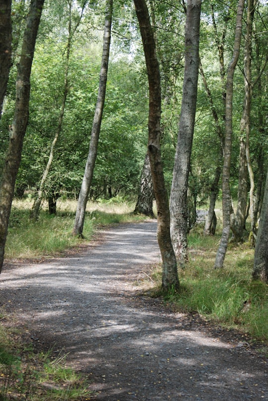 gray road way surrounded trees and grass field in Fife United Kingdom