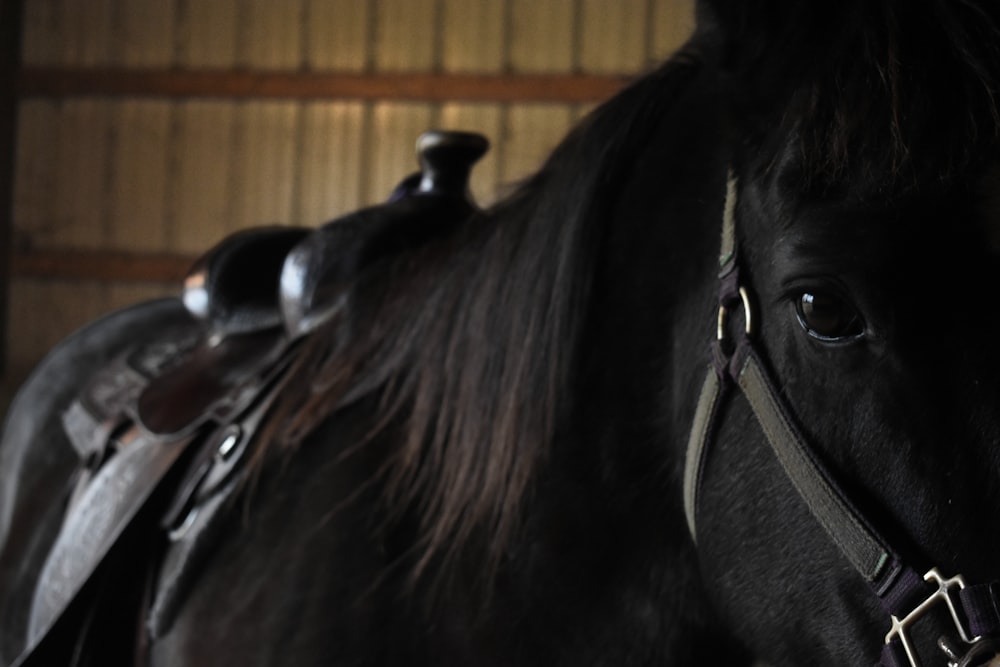 black horse wearing leather saddle