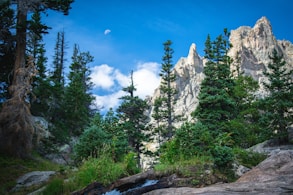 green trees and white mountains