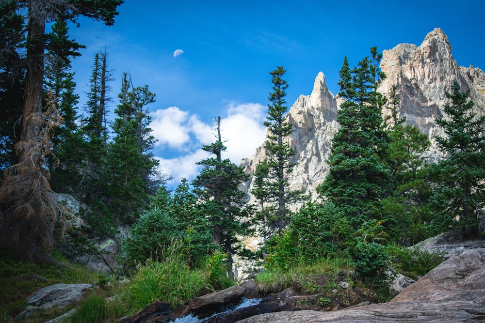 green trees and white mountains