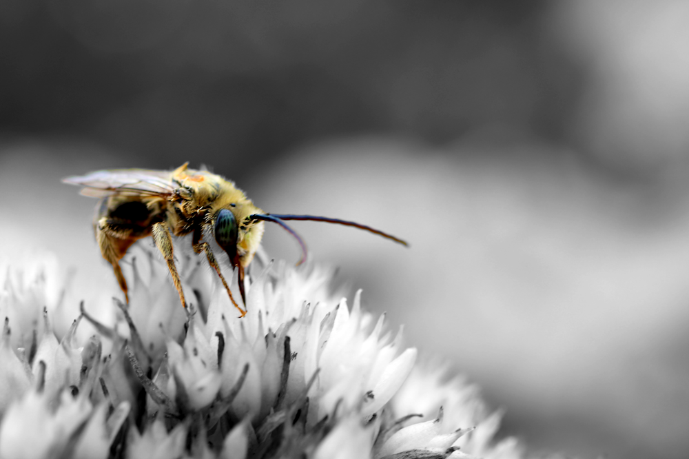 Photographie sélective de mise au point d’abeille perchée sur la fleur