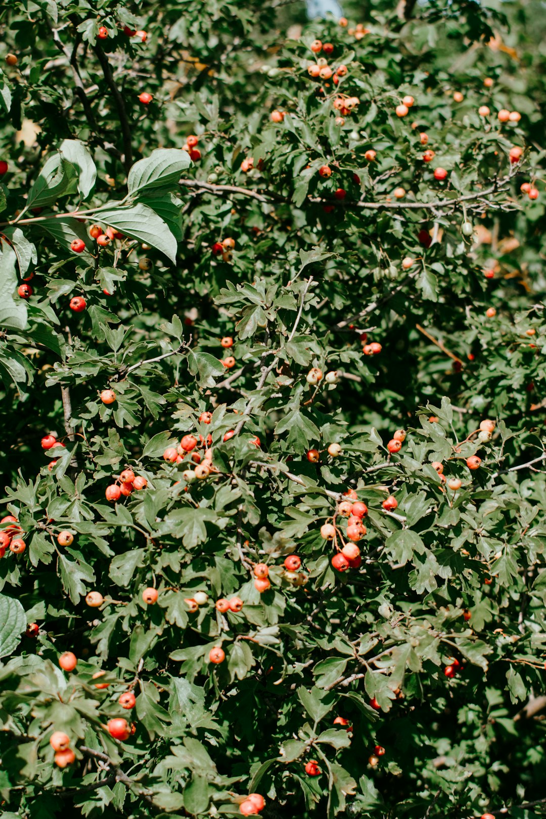 red berries fruits