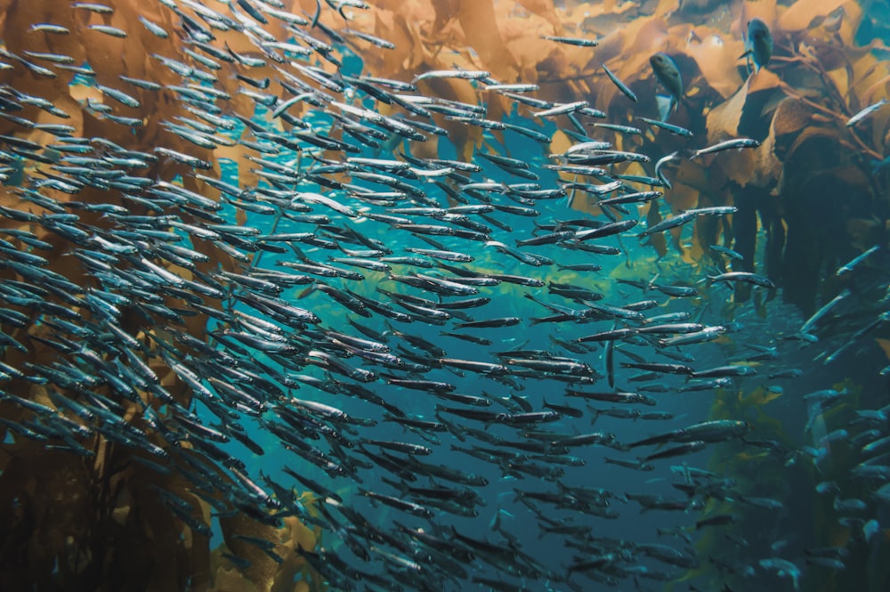 banc de poissons