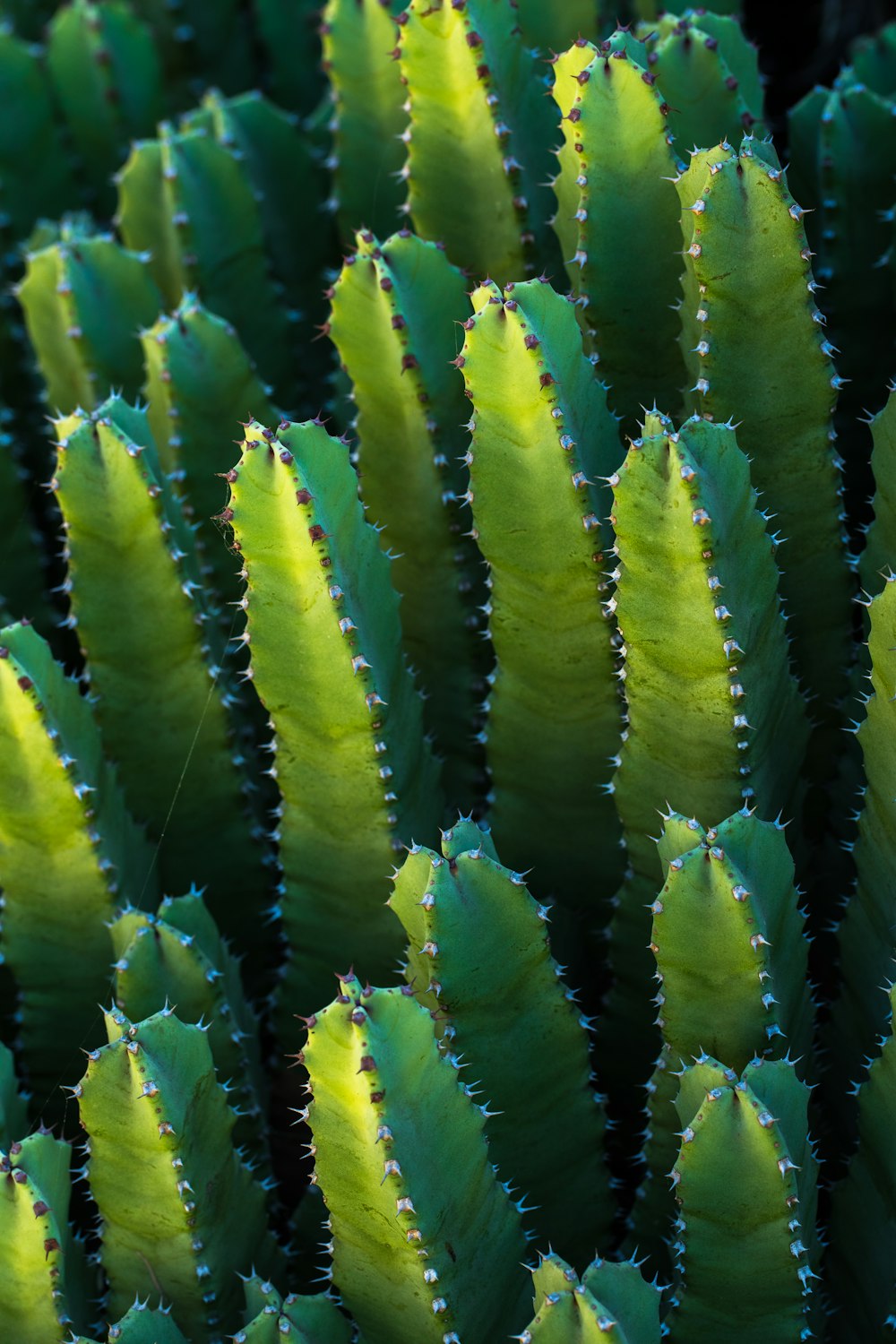 Foto de primer plano de cactus verde