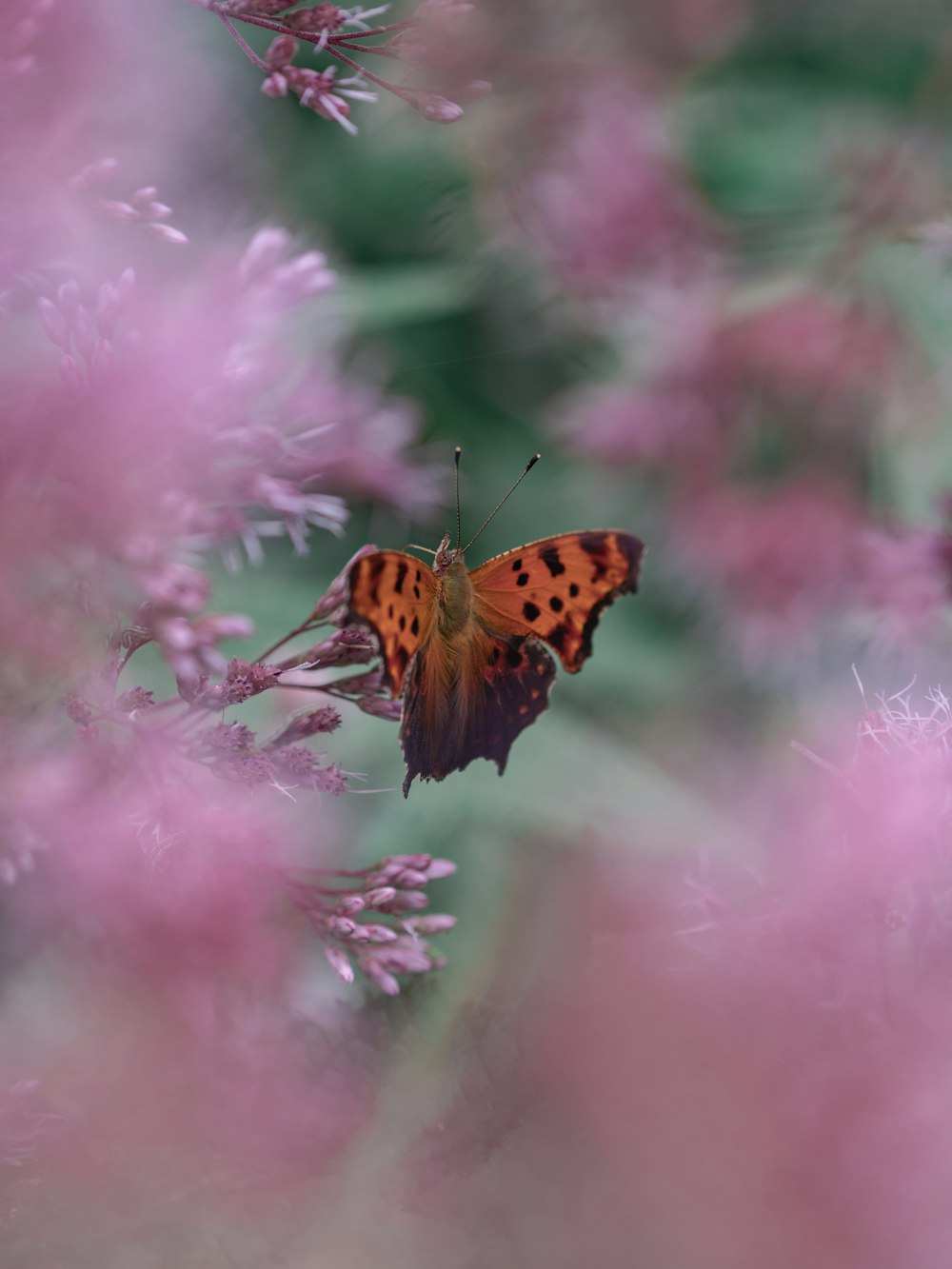 orangefarbener und grauer Schmetterling auf rosa Blüten