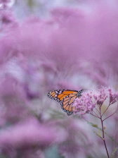 brown and white butterfly on purple petaled flower