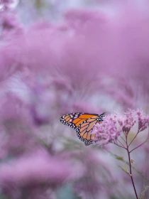 brown and white butterfly on purple petaled flower