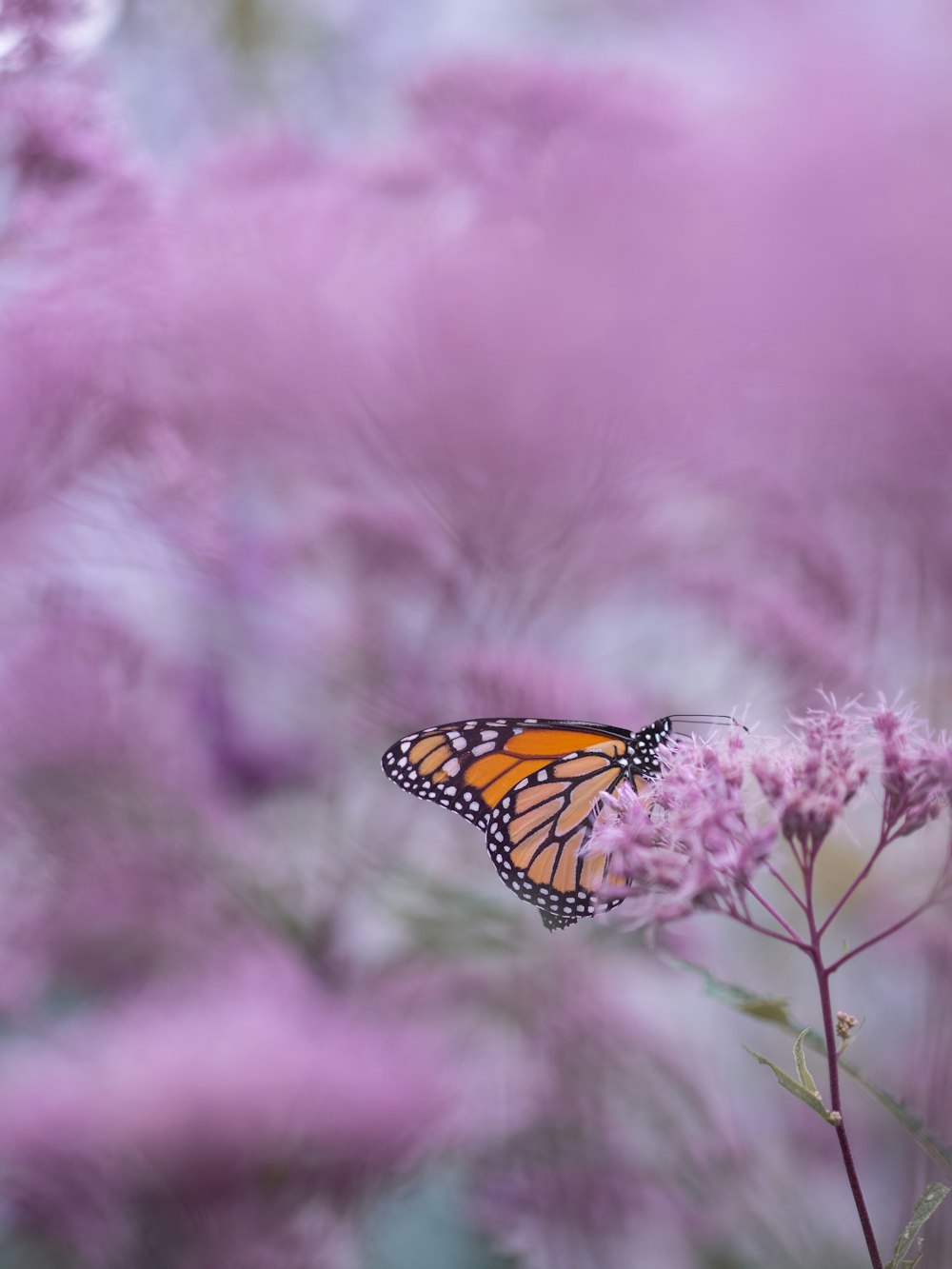 Brauner und weißer Schmetterling auf lila Blütenblättern