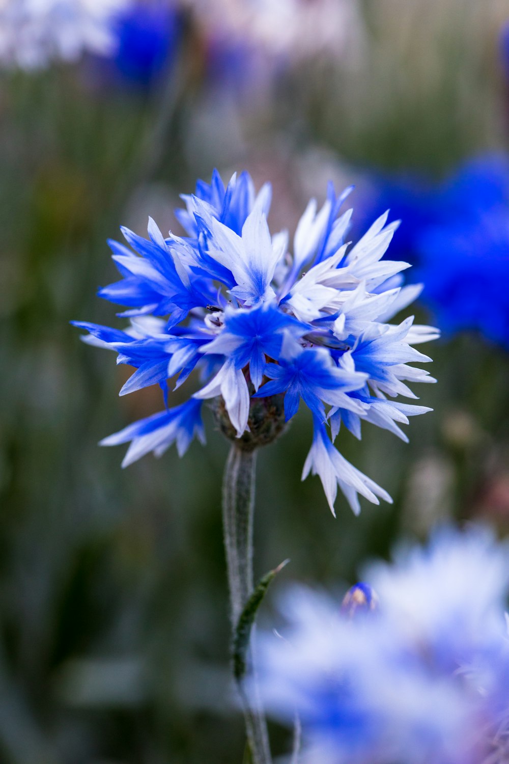 flor azul e branca durante o dia