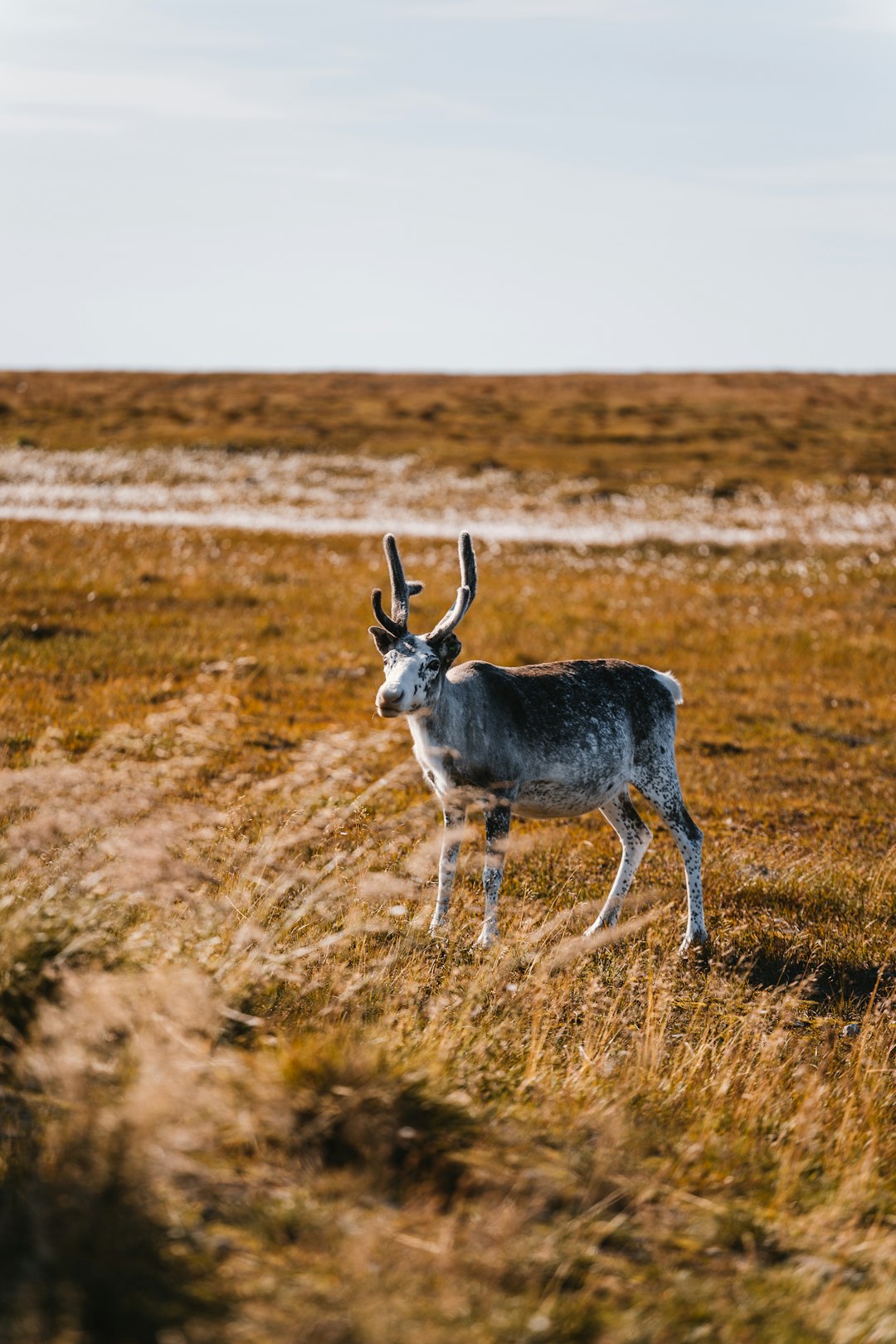 travelers stories about Wildlife in Nordkapp Municipality, Norway