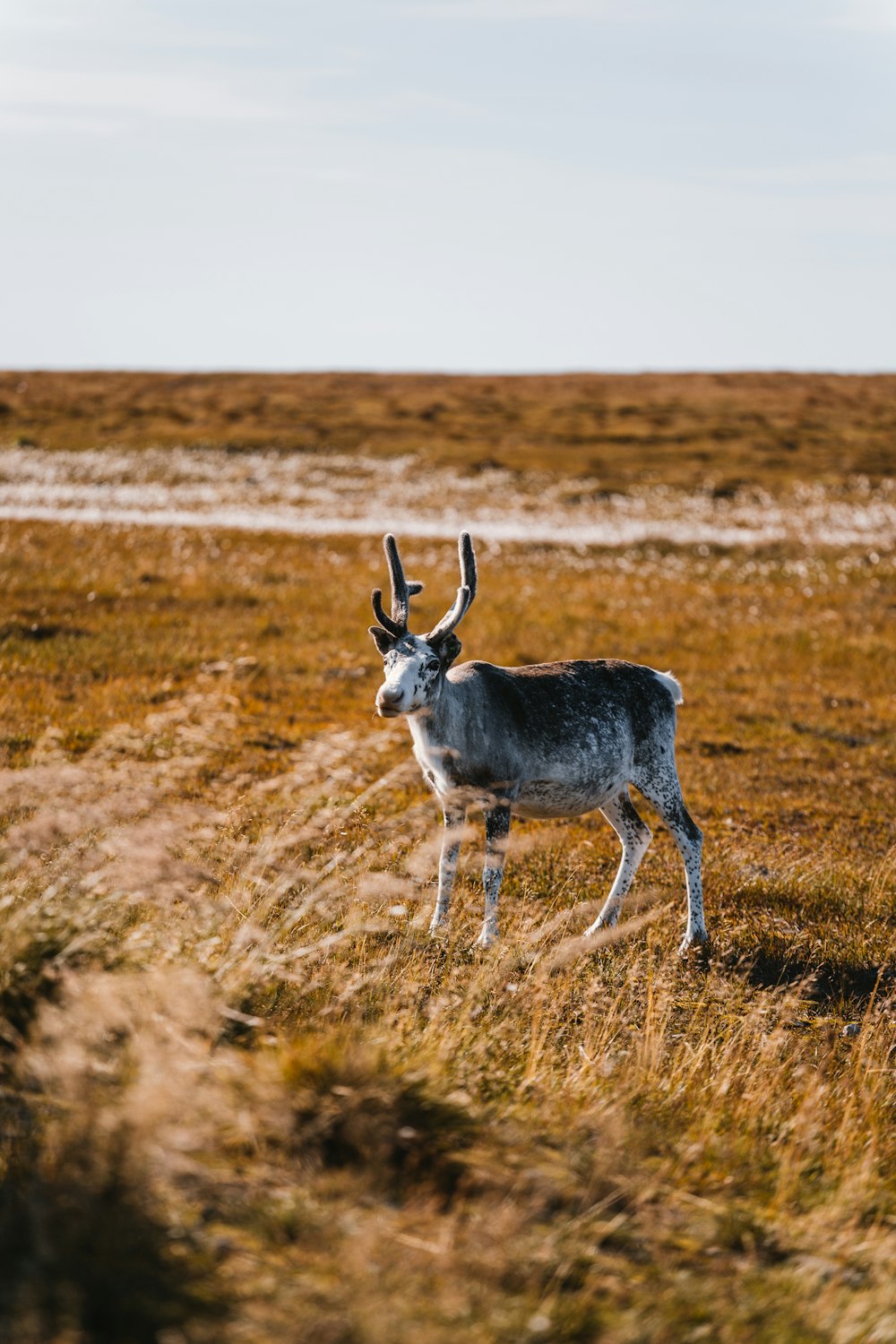 white and black deer