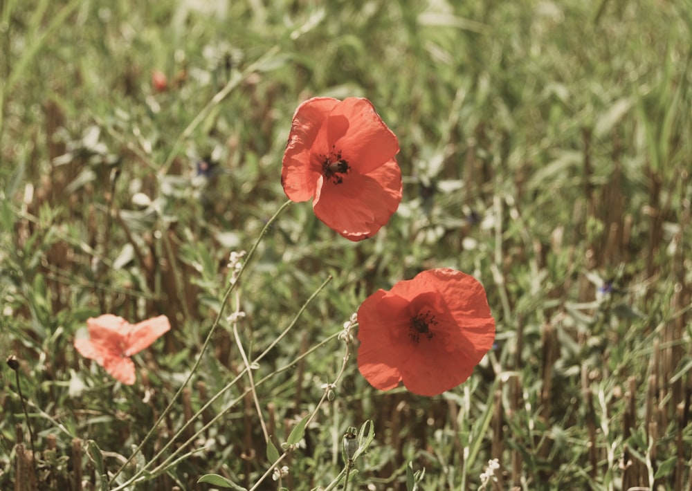 three red flowers