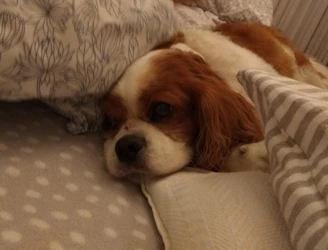 A cozy indoor scene of a small dog resting comfortably on a soft blanket during a drop-in visit.