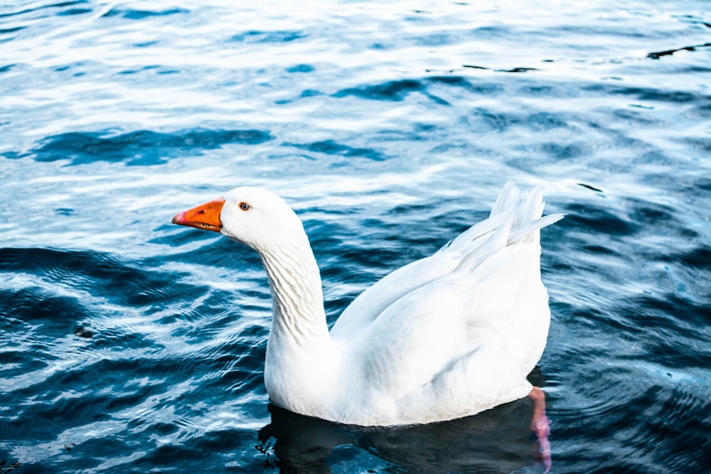 white swan on body of water