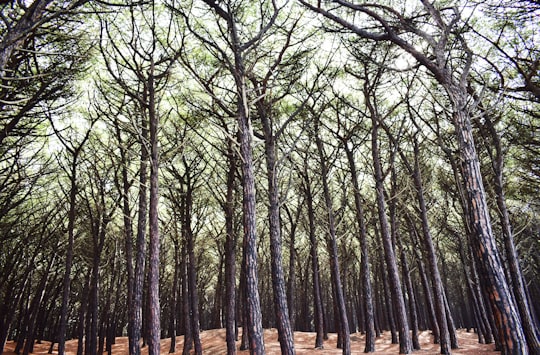 landscape photo of trees in Cecina Italy