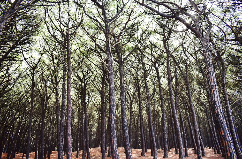 landscape photo of trees