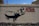 A street art piece on a concrete wall featuring a silhouette of a large animal, possibly a hippo, with a person inside shaped as if they are raising their arm. There is text in bold red letters that reads 'Alzate la Voce Contro il Razzismo,' which translates to 'Raise your voice against racism.' Small graffiti tags are visible at the bottom of the wall.