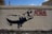 A street art piece on a concrete wall featuring a silhouette of a large animal, possibly a hippo, with a person inside shaped as if they are raising their arm. There is text in bold red letters that reads 'Alzate la Voce Contro il Razzismo,' which translates to 'Raise your voice against racism.' Small graffiti tags are visible at the bottom of the wall.