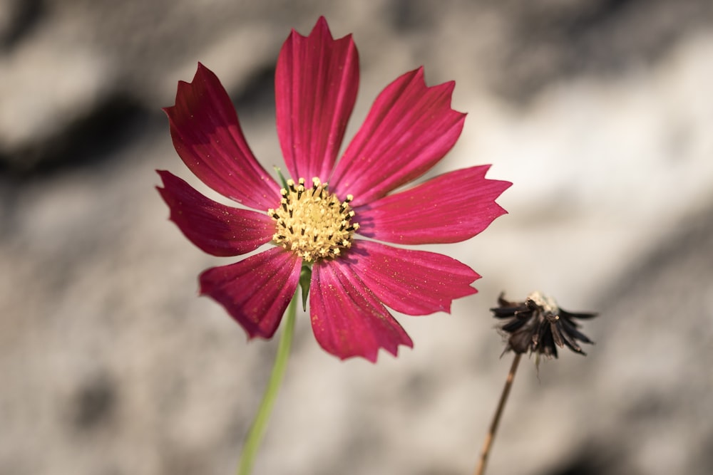 bloomed red cosmos flower during daytime
