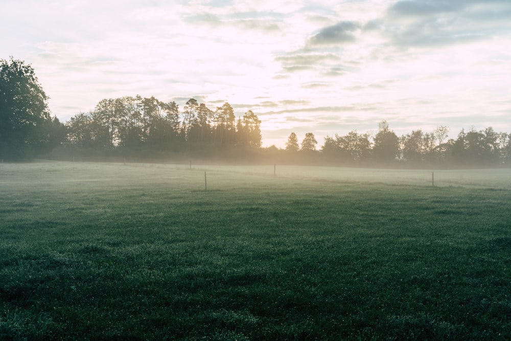 campo di erba verde durante il giorno