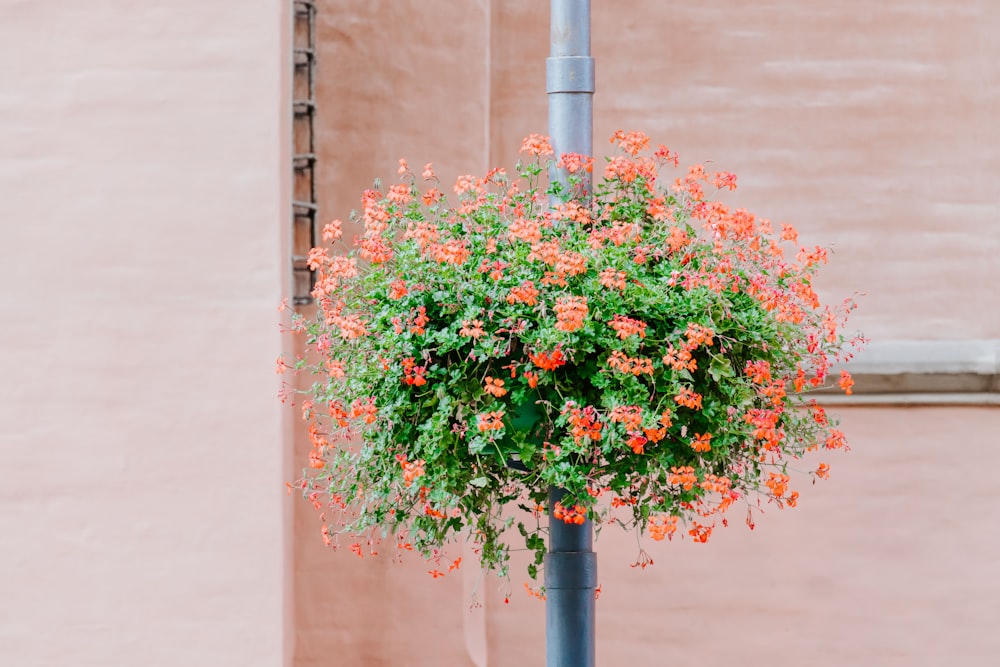 orange petaled flowers on rod