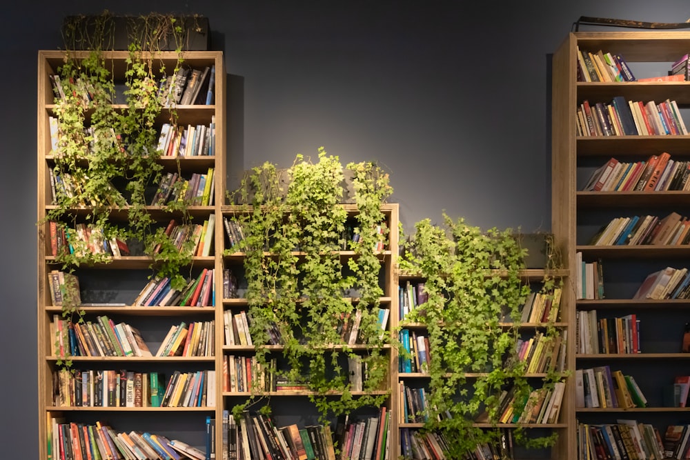 four brown wooden bookshelves with books