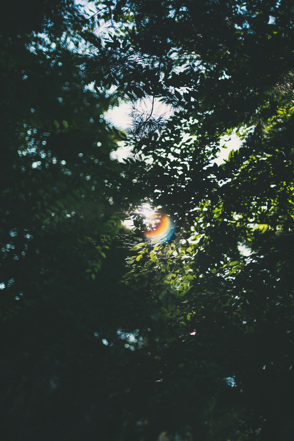 green trees during daytime