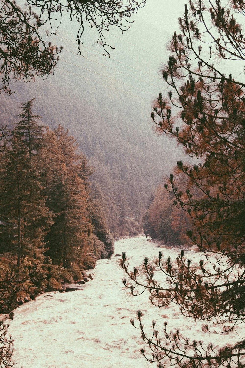 body of water surrounded trees