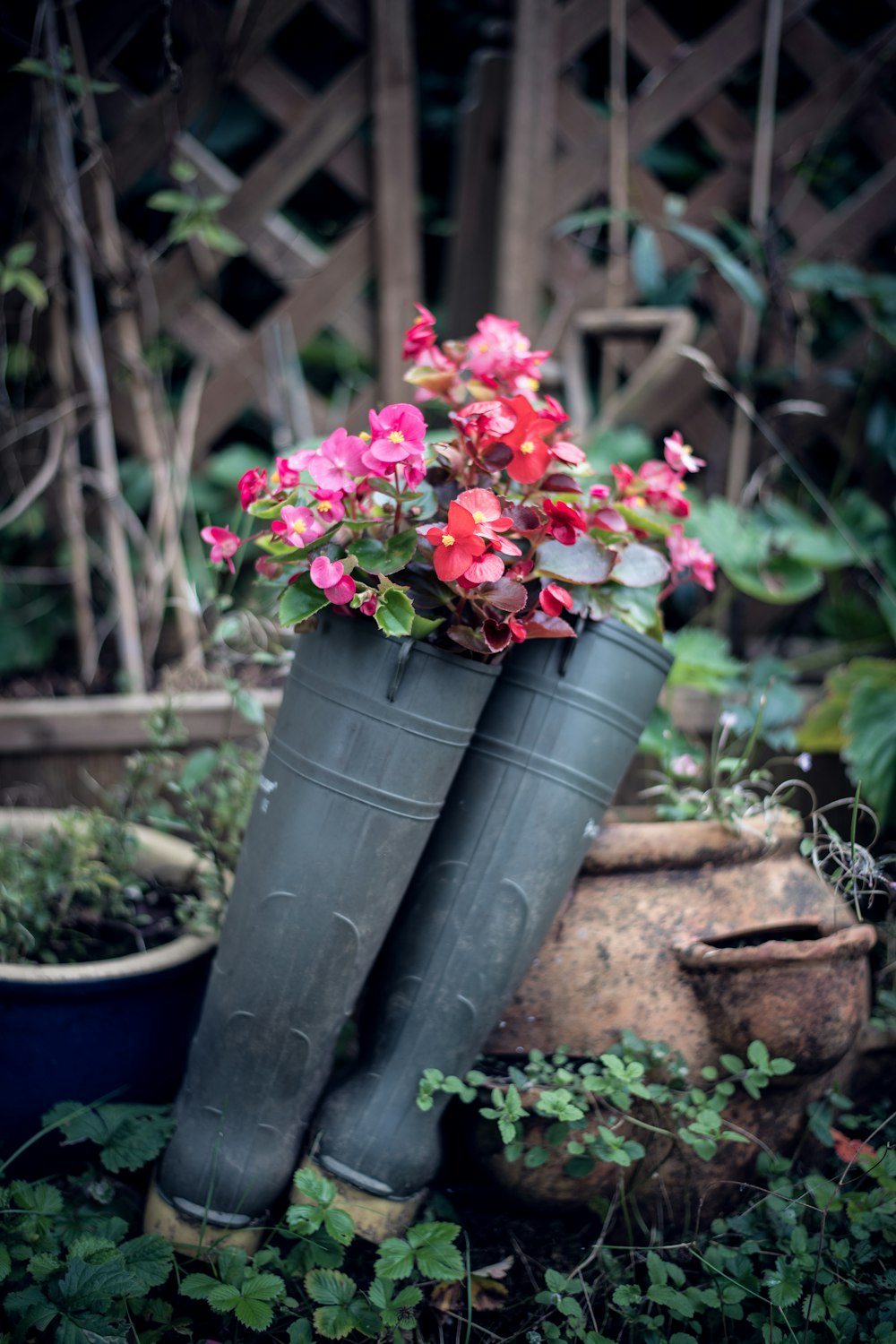 pink flowers