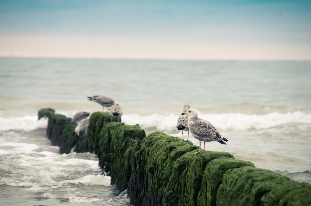 travelers stories about Beach in Rotes Kliff, Germany