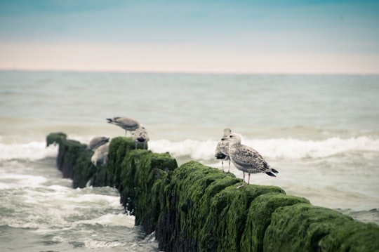 four gray birds at daytime in Rotes Kliff Germany