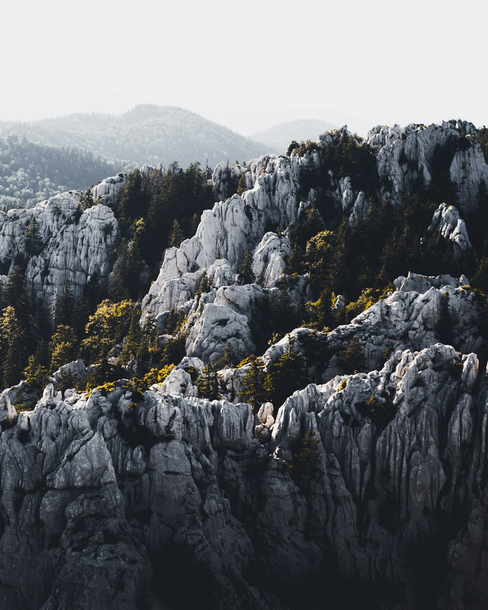 trees on white rock formation covered with white smoke at daytime