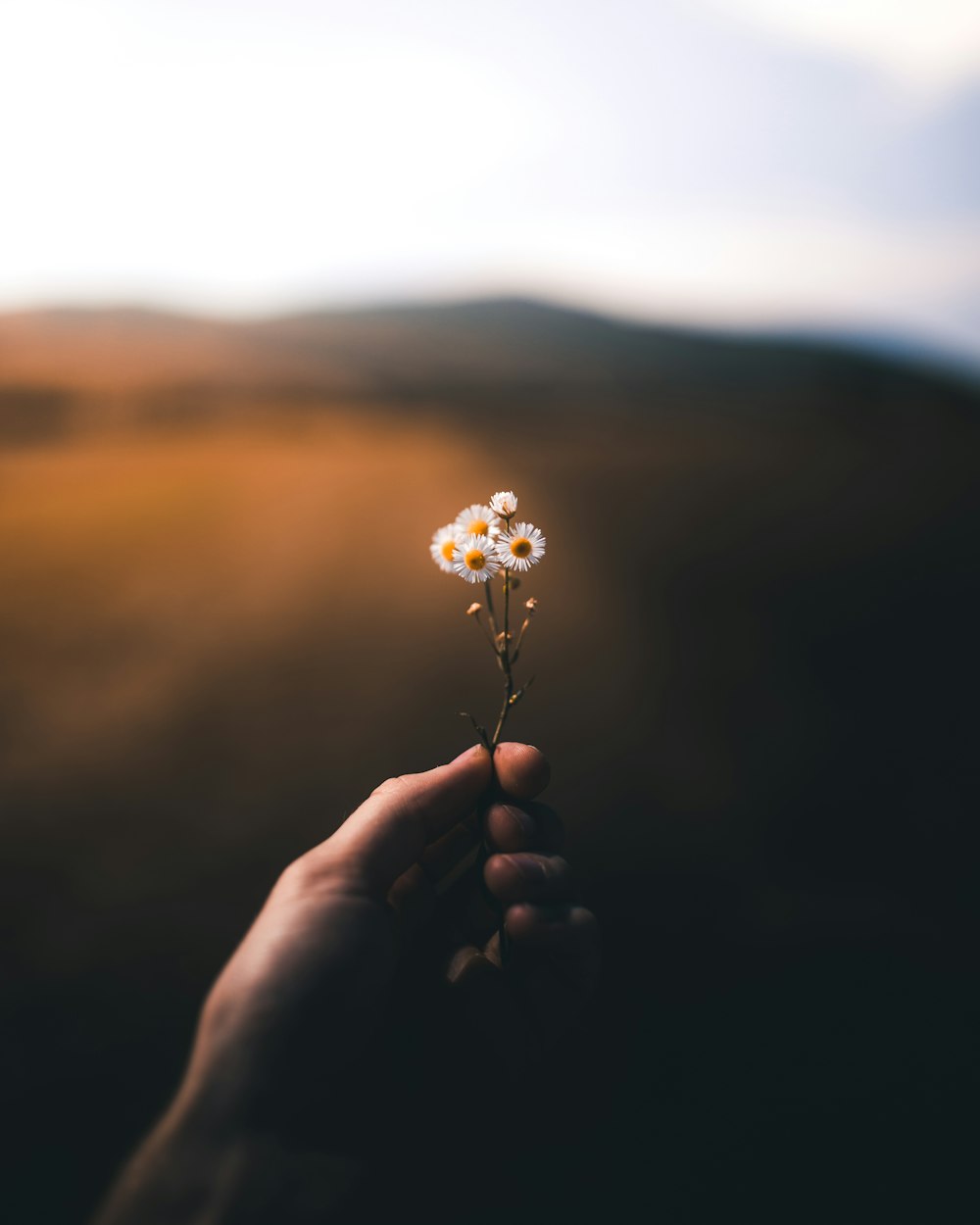 Photographie sélective de la personne tenant une fleur à pétales blancs